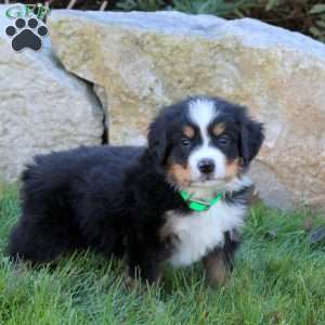 Luke, Bernese Mountain Dog Puppy