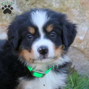 Luke, Bernese Mountain Dog Puppy