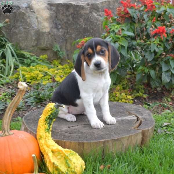 Luna, Beagle Puppy