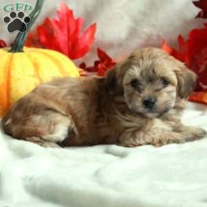 Luna, Miniature Poodle Mix Puppy