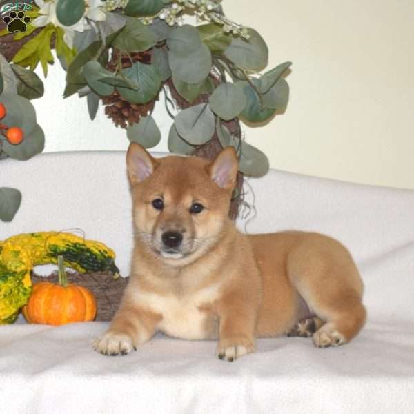 Luna, Shiba Inu Puppy