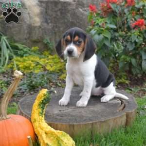Luna, Beagle Puppy