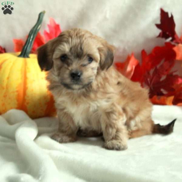 Luna, Miniature Poodle Mix Puppy