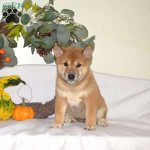 Luna, Shiba Inu Puppy