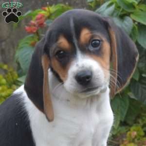Luna, Beagle Puppy