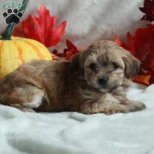 Luna, Miniature Poodle Mix Puppy