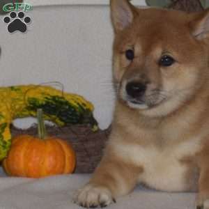 Luna, Shiba Inu Puppy