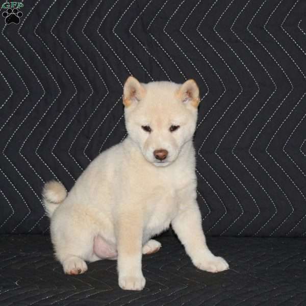 Luna, Shiba Inu Puppy