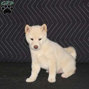 Luna, Shiba Inu Puppy