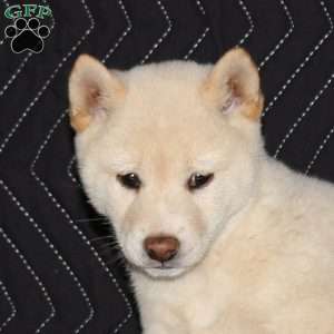 Luna, Shiba Inu Puppy