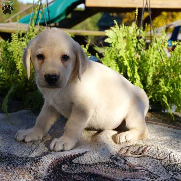 Luthor, Yellow Labrador Retriever Puppy