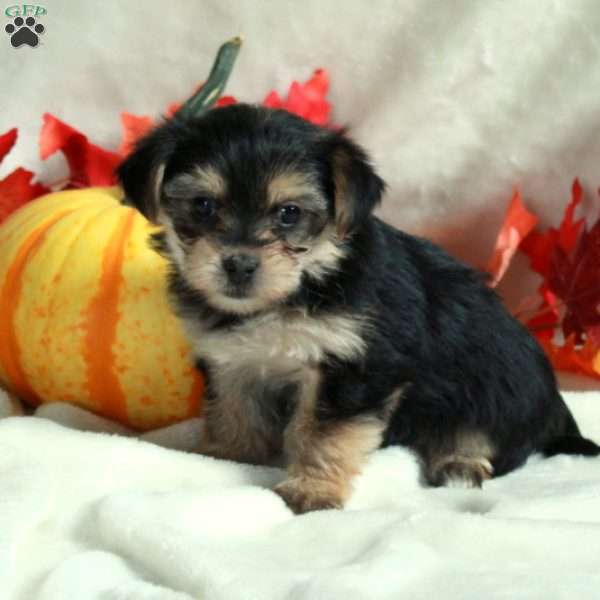 Lyla, Miniature Poodle Mix Puppy