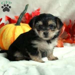 Lyla, Miniature Poodle Mix Puppy