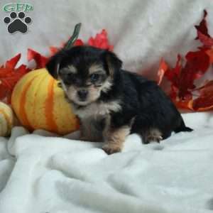 Lyla, Miniature Poodle Mix Puppy