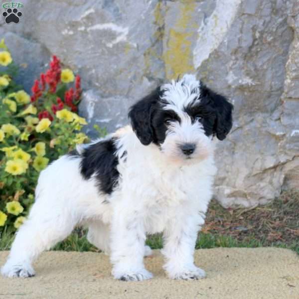 Lyric, Mini Schnoodle Puppy