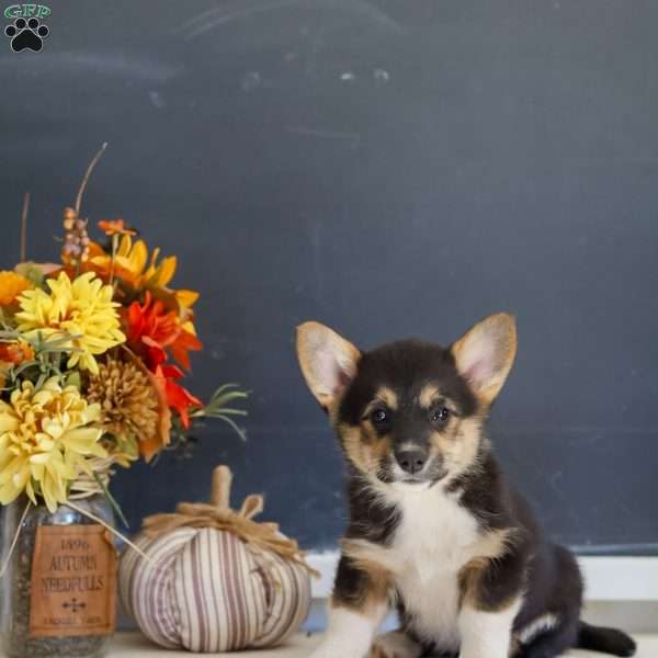Mabel, Pembroke Welsh Corgi Puppy