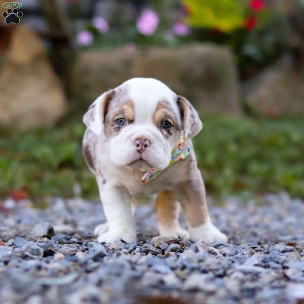Macie, Beabull Puppy