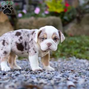 Macie, Beabull Puppy