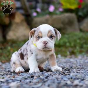 Macie, Beabull Puppy