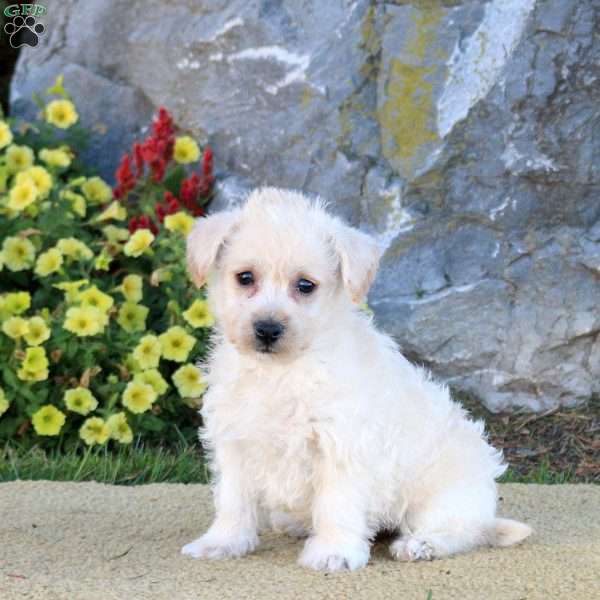 Mack, Westiepoo Puppy