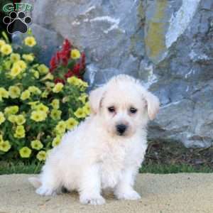 Mack, Westiepoo Puppy