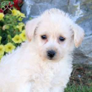 Mack, Westiepoo Puppy