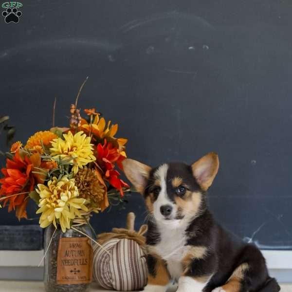 Mack, Pembroke Welsh Corgi Puppy