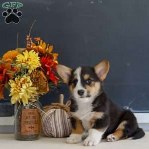Mack, Pembroke Welsh Corgi Puppy
