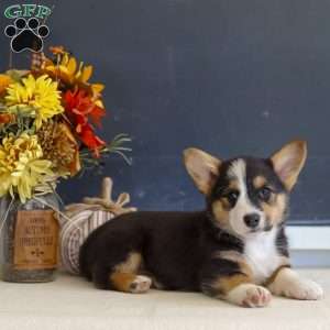 Mack, Pembroke Welsh Corgi Puppy