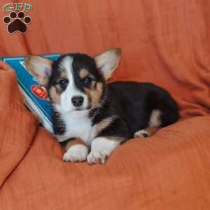 Mack, Pembroke Welsh Corgi Puppy