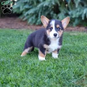 Mack, Pembroke Welsh Corgi Puppy