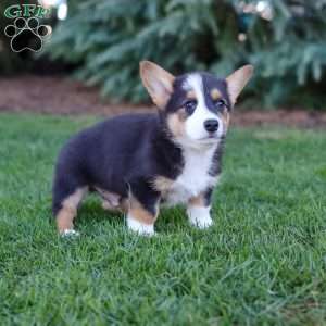 Mack, Pembroke Welsh Corgi Puppy