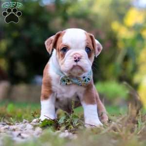 Macky, Beabull Puppy