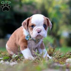 Macky, Beabull Puppy
