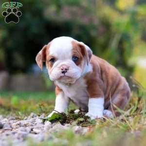 Macky, Beabull Puppy