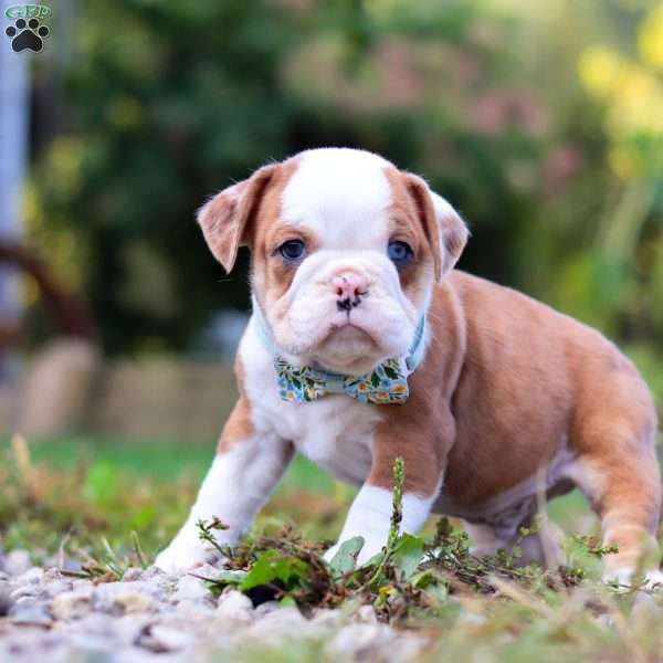 Macky, Beabull Puppy