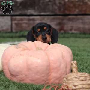 Macy, Dachshund Puppy
