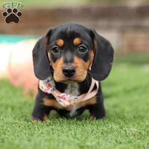 Macy, Dachshund Puppy