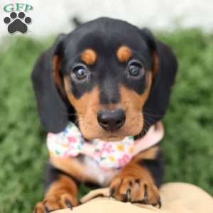Macy, Dachshund Puppy
