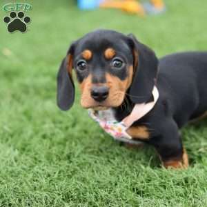 Macy, Dachshund Puppy