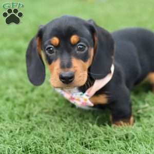 Macy, Dachshund Puppy