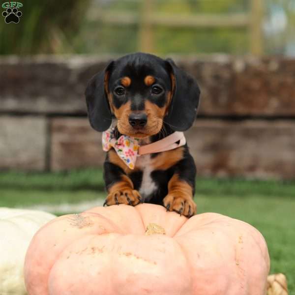 Macy, Dachshund Puppy