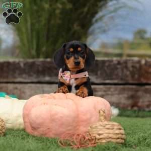 Macy, Dachshund Puppy