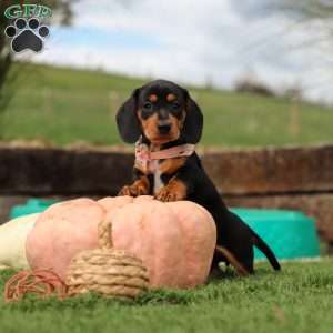 Macy, Dachshund Puppy