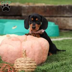 Macy, Dachshund Puppy
