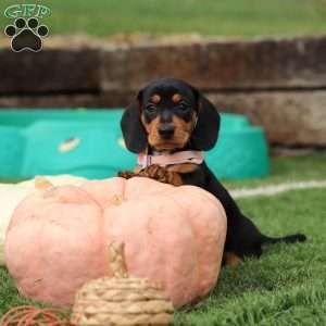 Macy, Dachshund Puppy