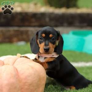 Macy, Dachshund Puppy
