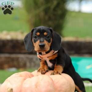 Macy, Dachshund Puppy