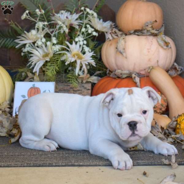 Macy, English Bulldog Puppy