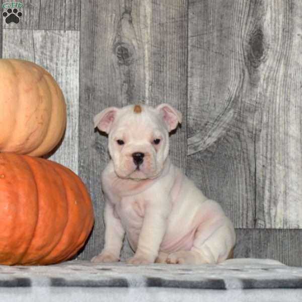 Macy, English Bulldog Puppy